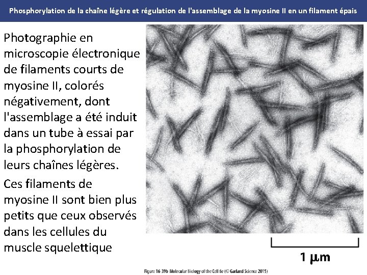 Phosphorylation de la chaîne légère et régulation de l'assemblage de la myosine II en