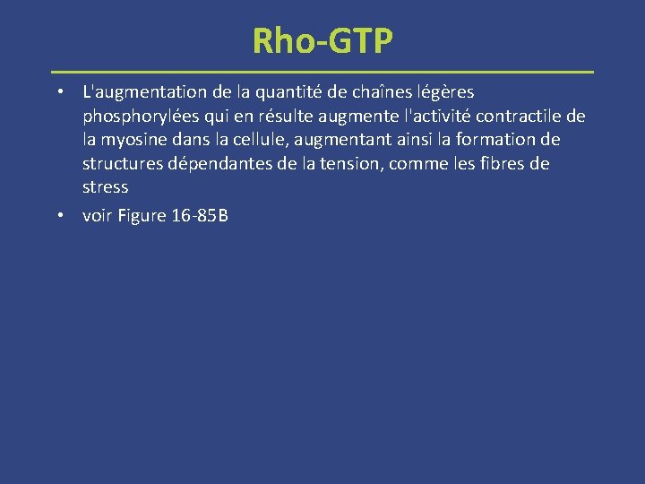 Rho GTP • L'augmentation de la quantité de chaînes légères phosphorylées qui en résulte