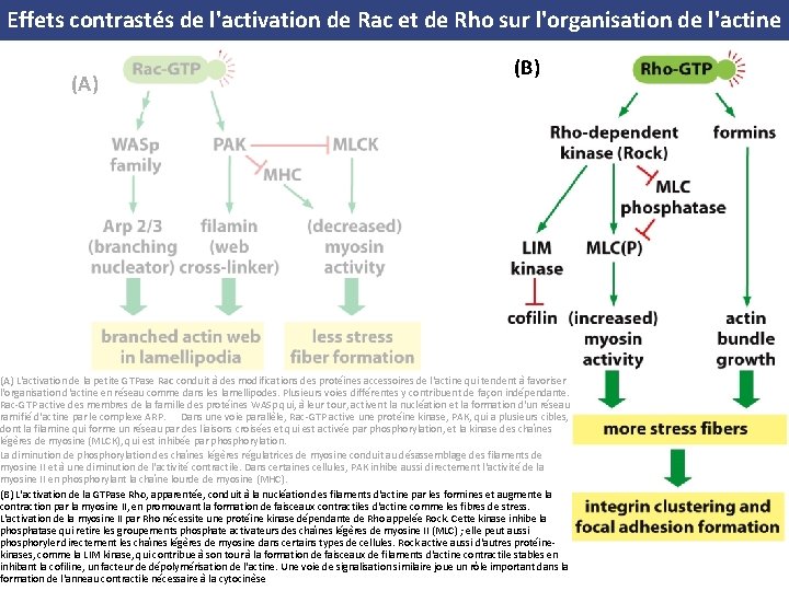 Effets contrastés de l'activation de Rac et de Rho sur l'organisation de l'actine (A)