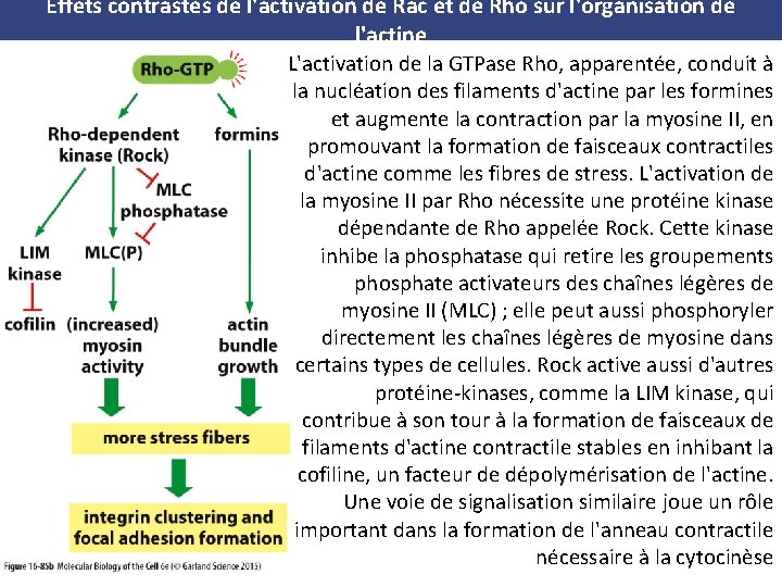 Effets contrastés de l'activation de Rac et de Rho sur l'organisation de l'actine L'activation