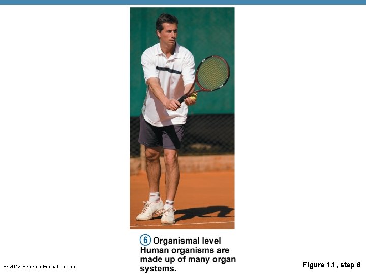 © 2012 Pearson Education, Inc. Figure 1. 1, step 6 