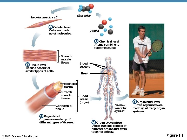 Molecules Smooth muscle cell 2 Cellular level Cells are made up of molecules. Atoms