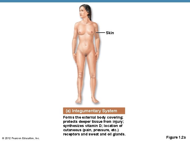 Skin (a) Integumentary System Forms the external body covering; protects deeper tissue from injury;