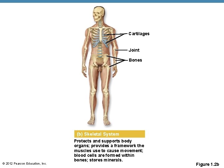 Cartilages Joint Bones (b) Skeletal System © 2012 Pearson Education, Inc. Protects and supports