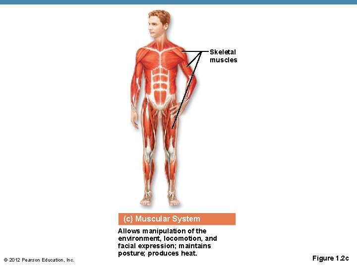 Skeletal muscles (c) Muscular System Allows manipulation of the environment, locomotion, and facial expression;