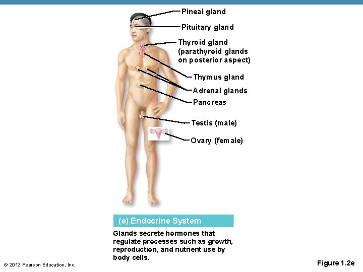 Pineal gland Pituitary gland Thyroid gland (parathyroid glands on posterior aspect) Thymus gland Adrenal