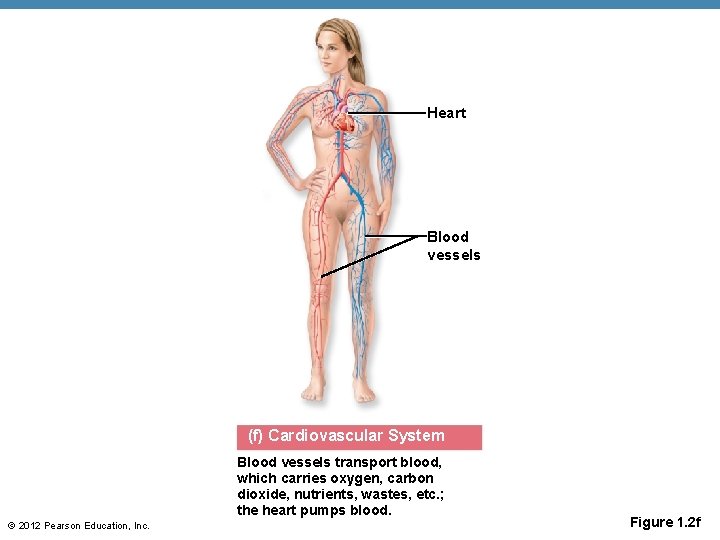 Heart Blood vessels (f) Cardiovascular System Blood vessels transport blood, which carries oxygen, carbon