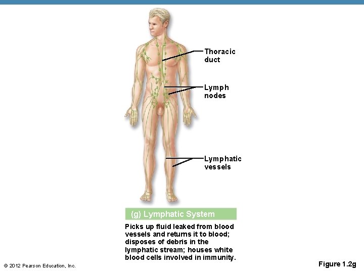 Thoracic duct Lymph nodes Lymphatic vessels (g) Lymphatic System Picks up fluid leaked from