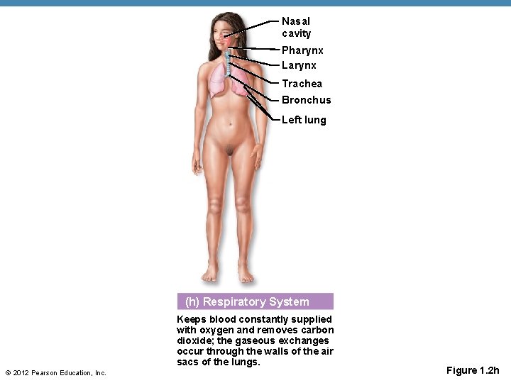 Nasal cavity Pharynx Larynx Trachea Bronchus Left lung (h) Respiratory System Keeps blood constantly