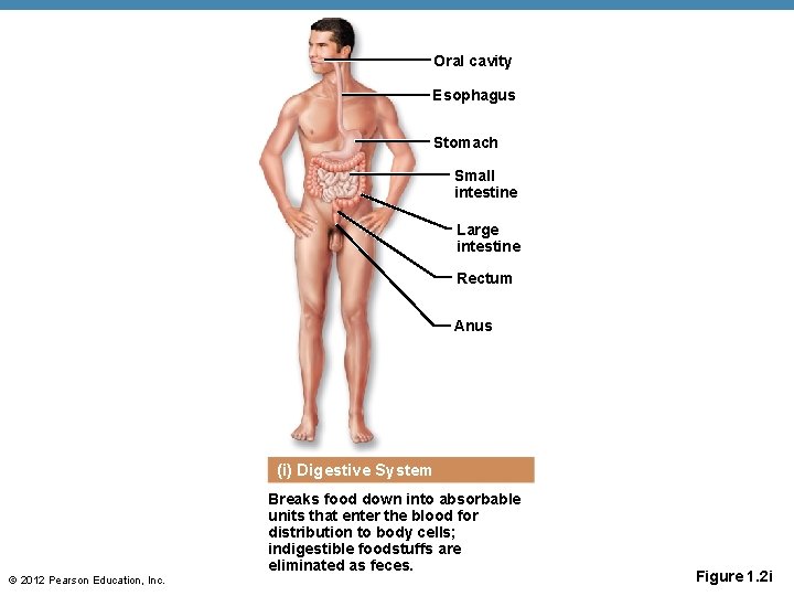 Oral cavity Esophagus Stomach Small intestine Large intestine Rectum Anus (i) Digestive System Breaks