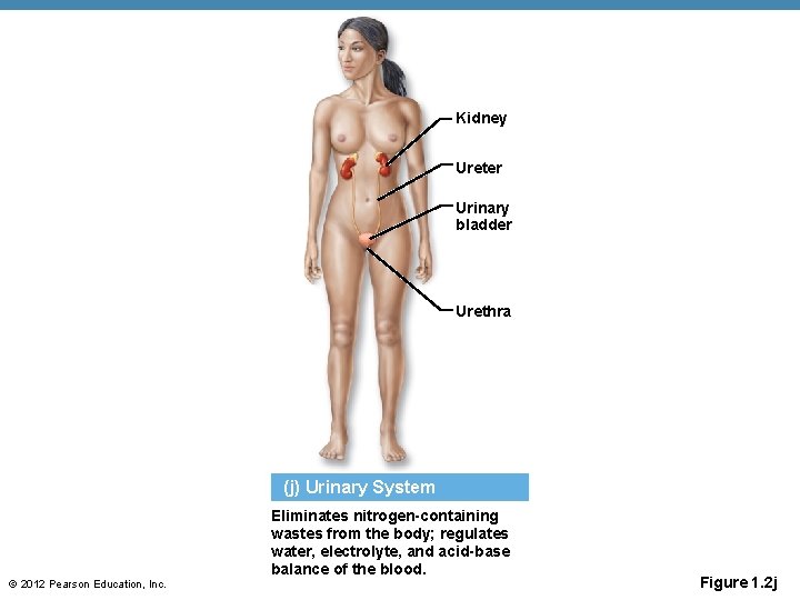 Kidney Ureter Urinary bladder Urethra (j) Urinary System Eliminates nitrogen-containing wastes from the body;