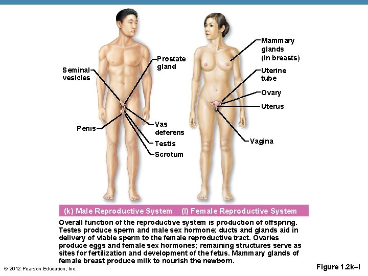 Seminal vesicles Prostate gland Mammary glands (in breasts) Uterine tube Ovary Uterus Penis Vas
