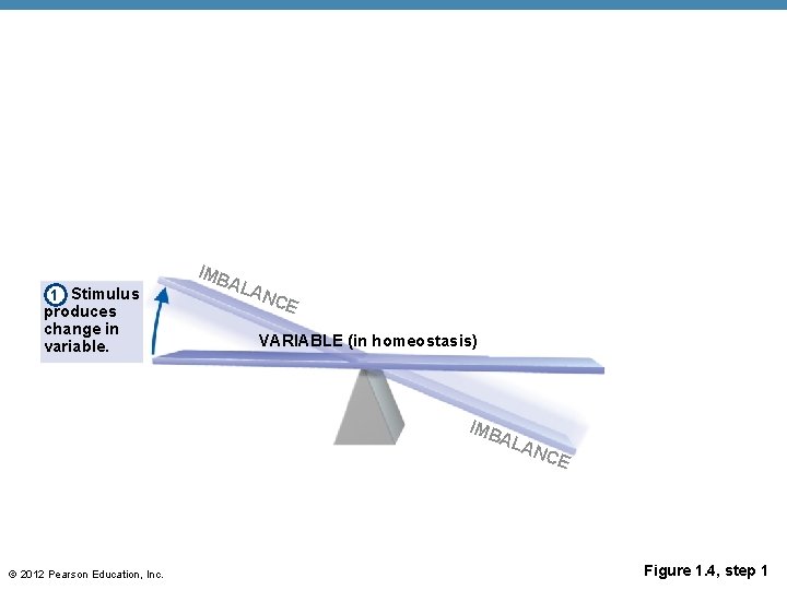 1 Stimulus produces change in variable. IMB ALA NC E VARIABLE (in homeostasis) IMB