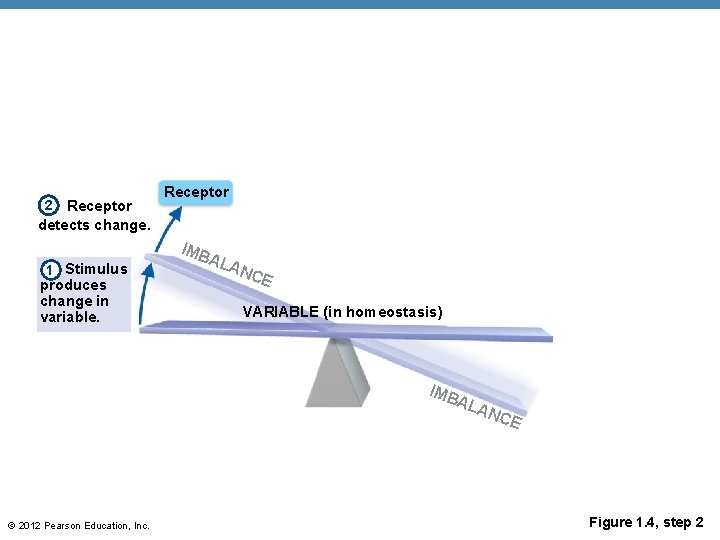 Receptor detects change. 2 1 Stimulus produces change in variable. Receptor IMB ALA NC