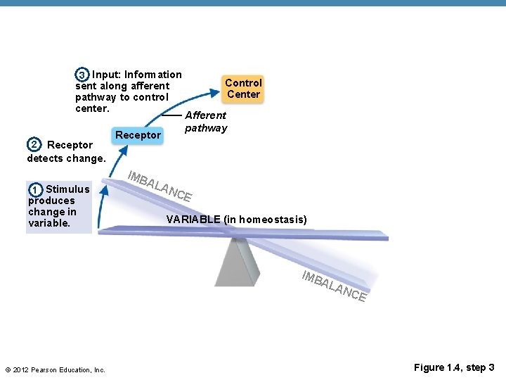 3 Input: Information sent along afferent pathway to control center. Receptor detects change. 2