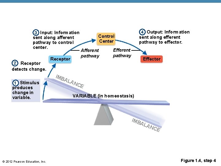 3 Input: Information sent along afferent pathway to control center. Receptor detects change. 2