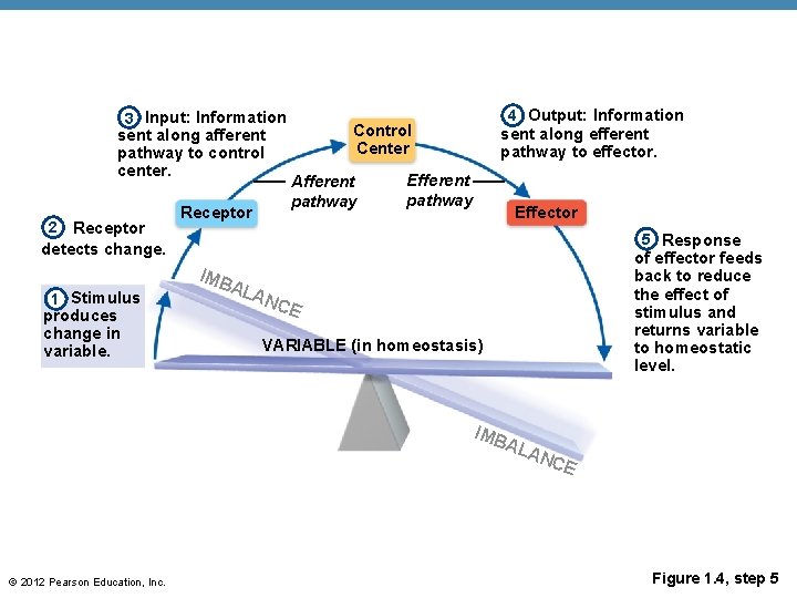 3 Input: Information sent along afferent pathway to control center. Receptor detects change. 2