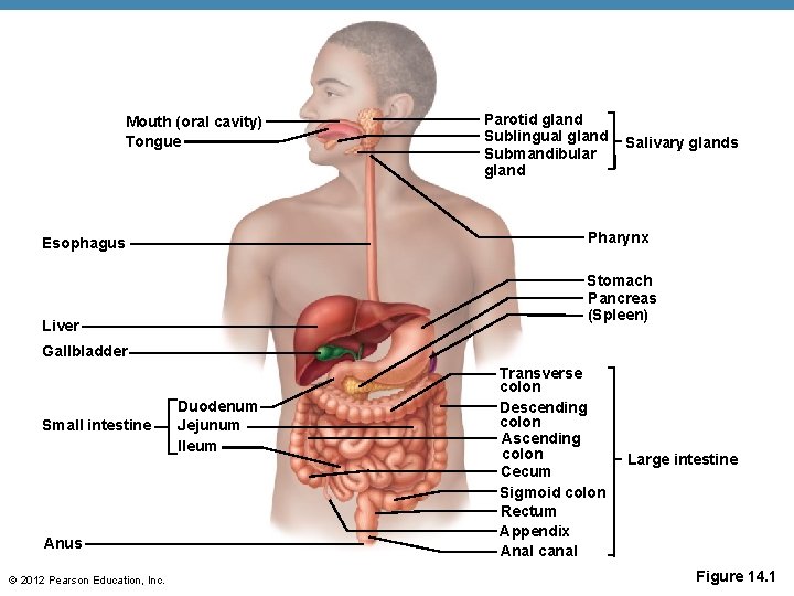 Mouth (oral cavity) Tongue Parotid gland Sublingual gland Submandibular gland Salivary glands Pharynx Esophagus