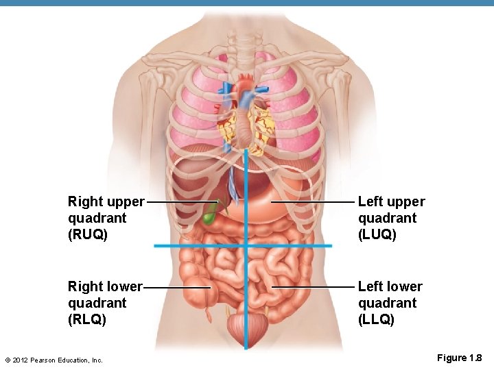 Right upper quadrant (RUQ) Left upper quadrant (LUQ) Right lower quadrant (RLQ) Left lower