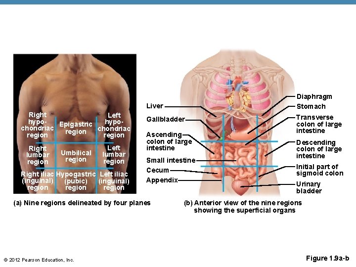 Diaphragm Stomach Liver Right Left hypo. Epigastric chondriac region Right lumbar region Umbilical region