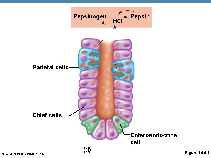 Pepsinogen HCl Pepsin Parietal cells Chief cells Enteroendocrine cell © 2012 Pearson Education, Inc.