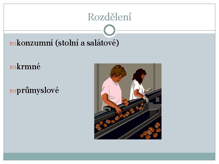 Rozdělení konzumní (stolní a salátové) krmné průmyslové 