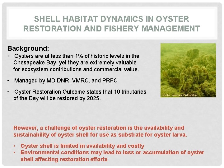 SHELL HABITAT DYNAMICS IN OYSTER RESTORATION AND FISHERY MANAGEMENT Background: • Oysters are at