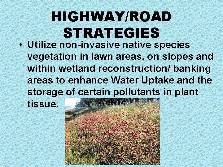 HIGHWAY/ROAD STRATEGIES • Utilize non-invasive native species vegetation in lawn areas, on slopes and