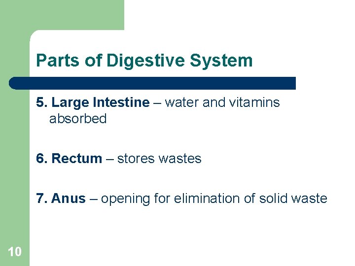 Parts of Digestive System 5. Large Intestine – water and vitamins absorbed 6. Rectum