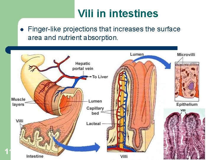 Vili in intestines l 11 Finger-like projections that increases the surface area and nutrient