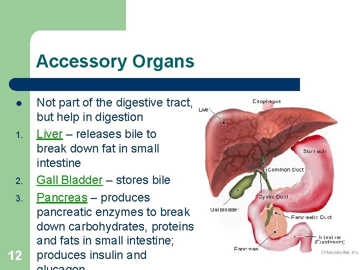 Accessory Organs l 1. 2. 3. 12 Not part of the digestive tract, but