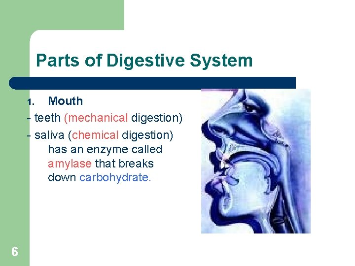Parts of Digestive System Mouth - teeth (mechanical digestion) - saliva (chemical digestion) has