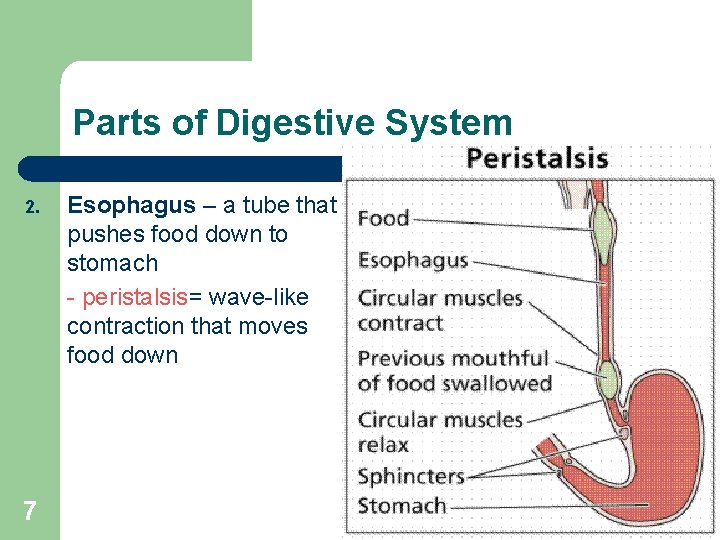 Parts of Digestive System 2. 7 Esophagus – a tube that pushes food down