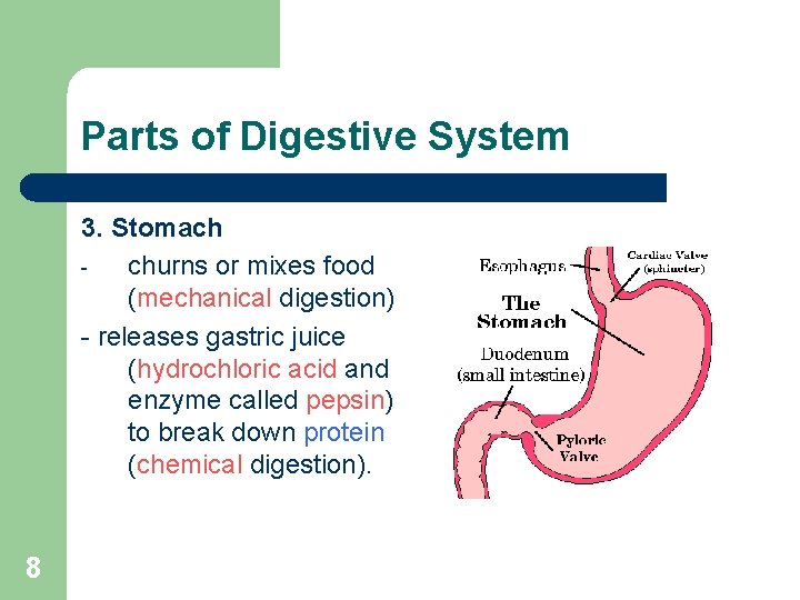 Parts of Digestive System 3. Stomach churns or mixes food (mechanical digestion) - releases