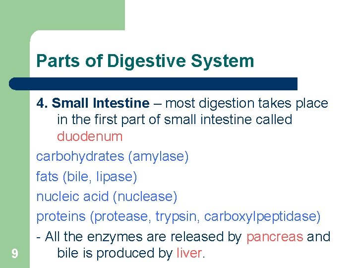 Parts of Digestive System 9 4. Small Intestine – most digestion takes place in