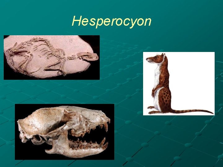Hesperocyon 