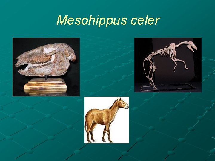 Mesohippus celer 