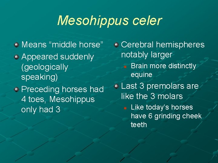 Mesohippus celer Means “middle horse” Appeared suddenly (geologically speaking) Preceding horses had 4 toes,