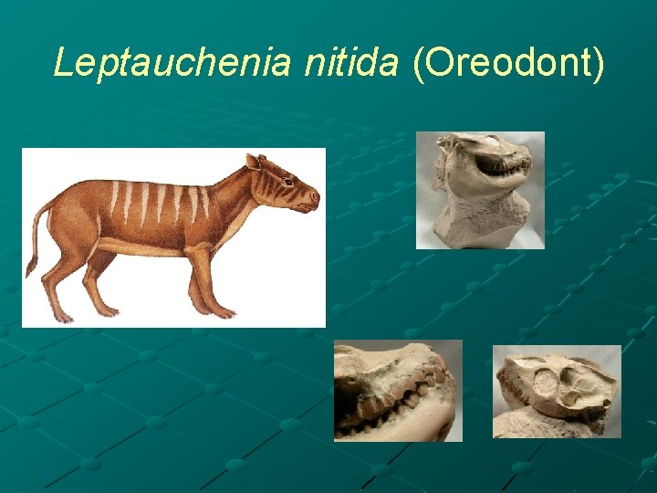 Leptauchenia nitida (Oreodont) 