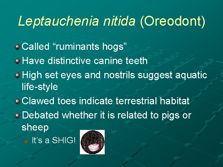 Leptauchenia nitida (Oreodont) Called “ruminants hogs” Have distinctive canine teeth High set eyes and