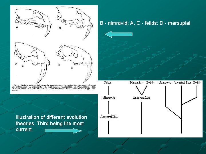 B - nimravid; A, C - felids; D - marsupial Illustration of different evolution