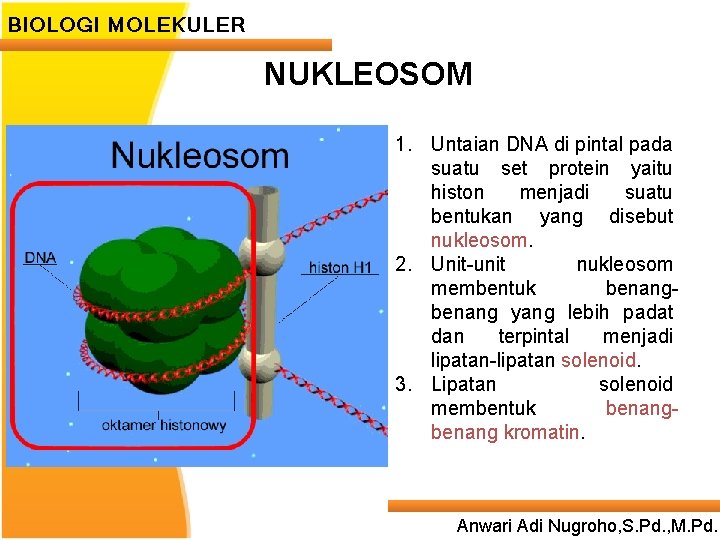 BIOLOGI MOLEKULER NUKLEOSOM 1. Untaian DNA di pintal pada suatu set protein yaitu histon