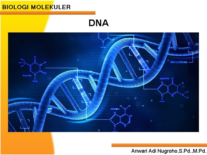 BIOLOGI MOLEKULER DNA Anwari Adi Nugroho, S. Pd. , M. Pd. 