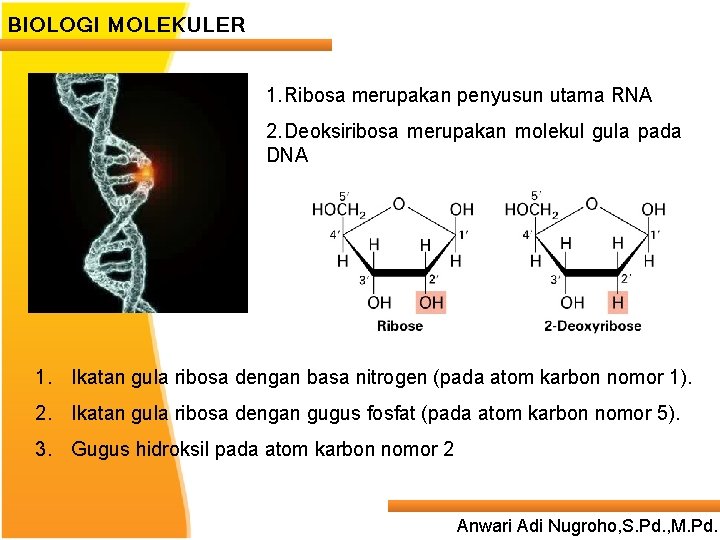 BIOLOGI MOLEKULER 1. Ribosa merupakan penyusun utama RNA 2. Deoksiribosa merupakan molekul gula pada