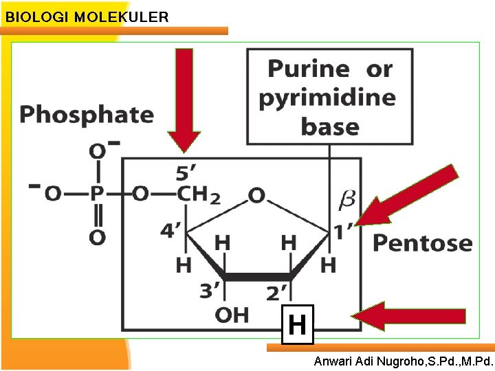 BIOLOGI MOLEKULER H Anwari Adi Nugroho, S. Pd. , M. Pd. 