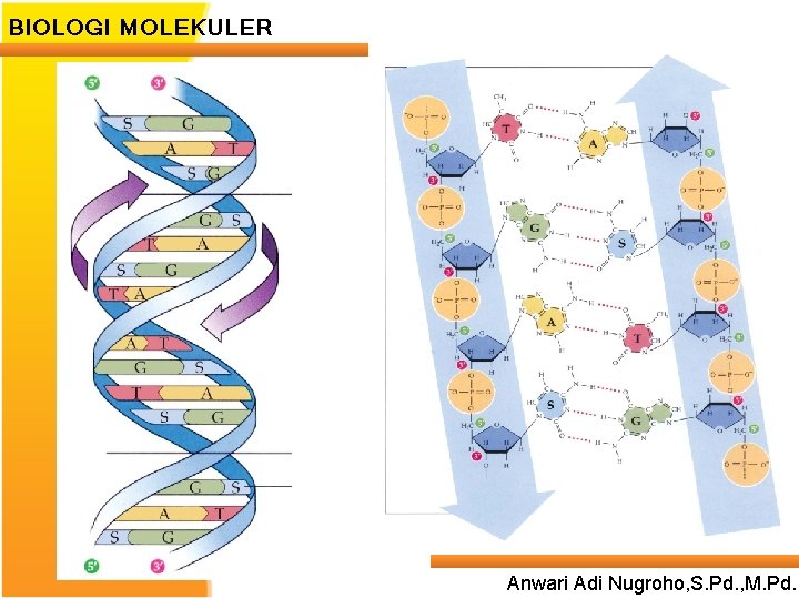 BIOLOGI MOLEKULER Anwari Adi Nugroho, S. Pd. , M. Pd. 
