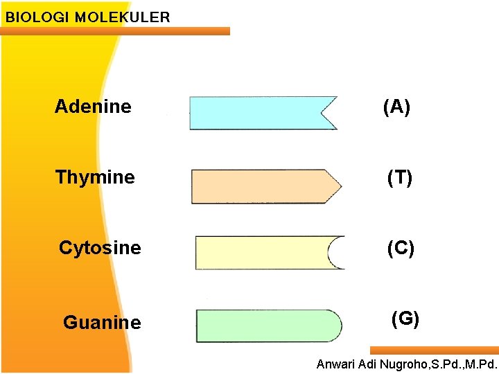 BIOLOGI MOLEKULER Adenine (A) Thymine (T) Cytosine (C) Guanine (G) Anwari Adi Nugroho, S.