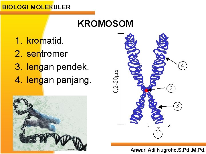 BIOLOGI MOLEKULER KROMOSOM 1. 2. 3. 4. kromatid. sentromer lengan pendek. lengan panjang. Anwari