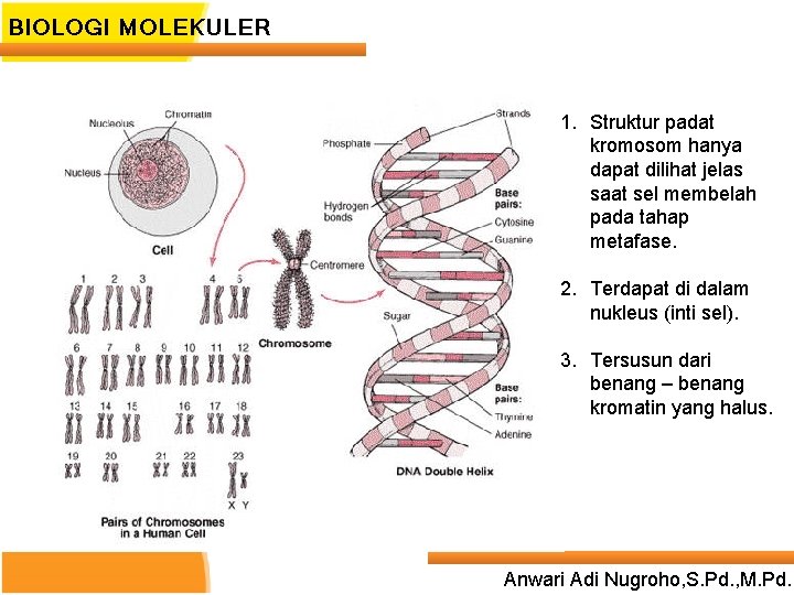 BIOLOGI MOLEKULER 1. Struktur padat kromosom hanya dapat dilihat jelas saat sel membelah pada