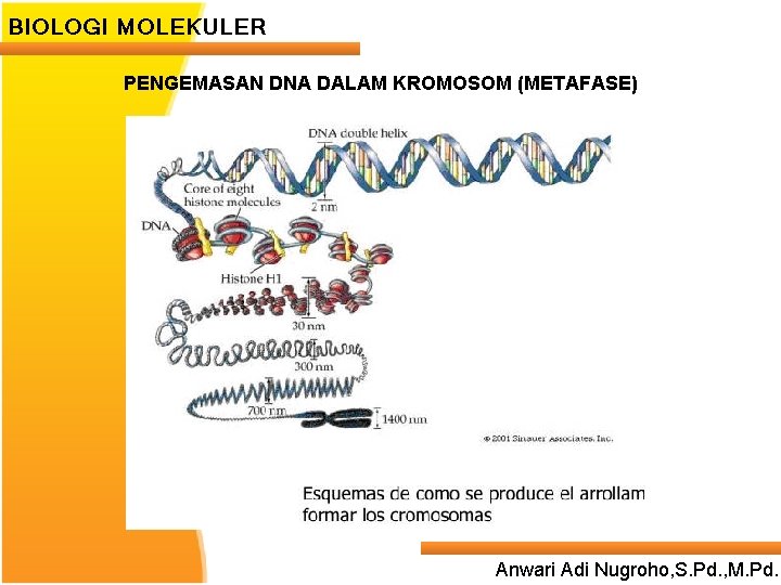 BIOLOGI MOLEKULER PENGEMASAN DNA DALAM KROMOSOM (METAFASE) Anwari Adi Nugroho, S. Pd. , M.
